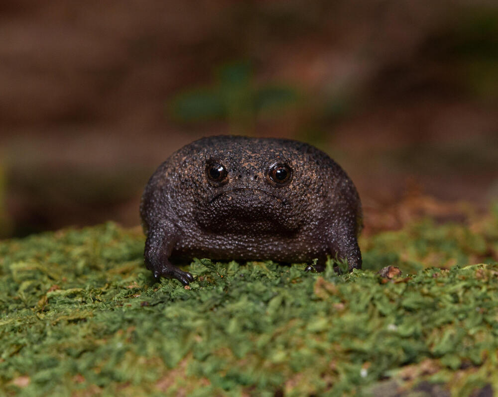 African Rain Frog 🌧️